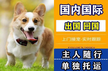 西青区宠物托运公司西青区宠物托运公司西青区宠物托运公司