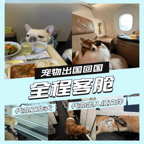 西青区宠物托运到白俄罗斯宠物入境规定和要求
